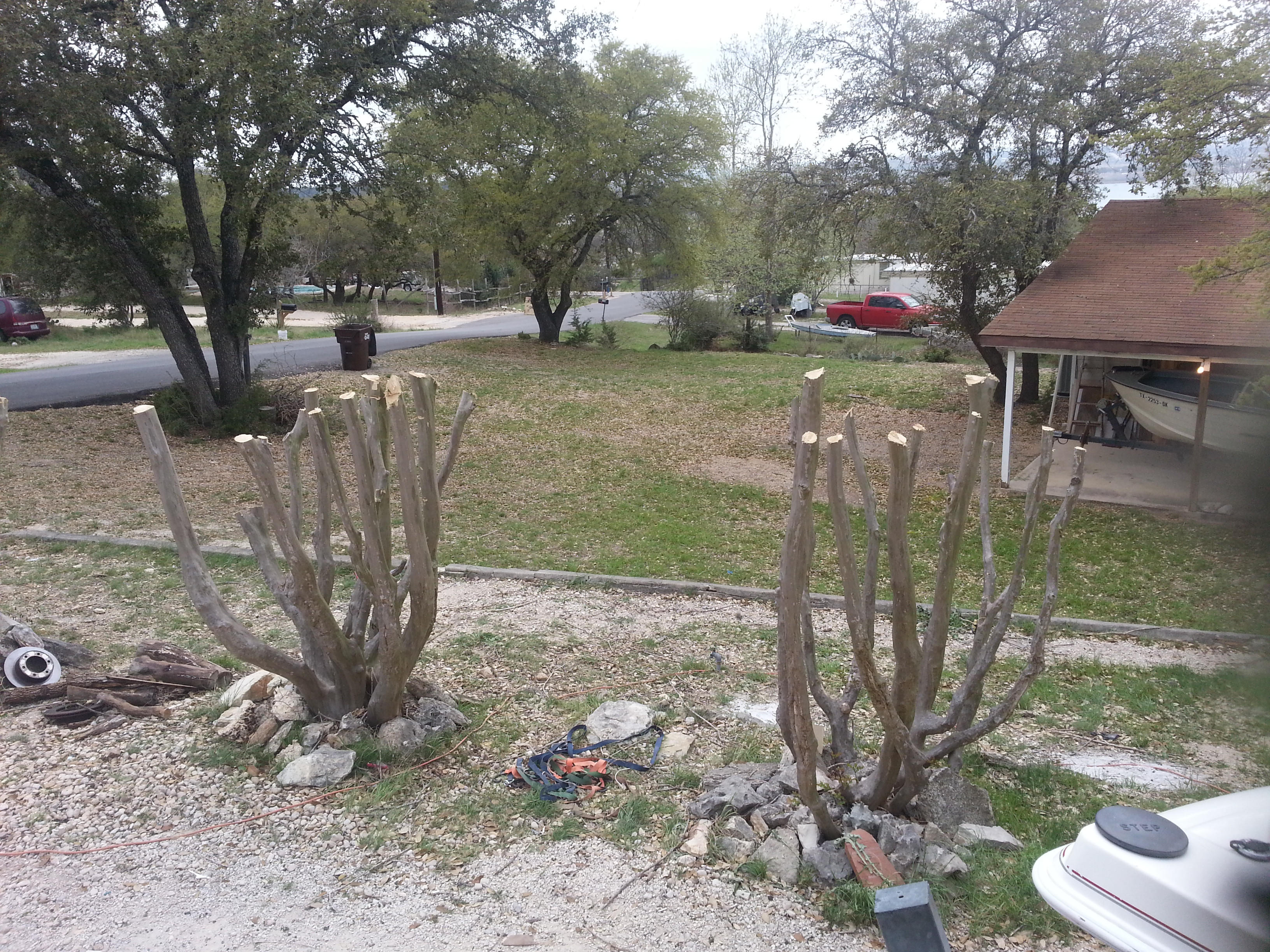 Prune crape myrtles properly